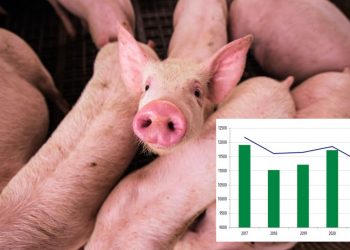 Pogłowie świń w Polsce. Gwałtowny spadek pogłowia