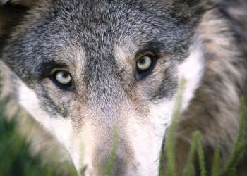 Psia jaskra – groźna choroba, która atakuje oczy czworonogów. Czym się objawia?