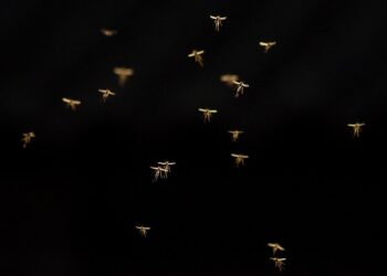 Jakie olejki na komary i kleszcze?