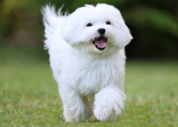 Jakie są niezbędne elementy na wybiegu dla psów?