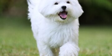 Jakie są niezbędne elementy na wybiegu dla psów?